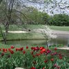 A view of the 11th green with red tulips in foreground at Worthington Hills Country Club
